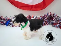 Maverick, a male Miniature Schnauzer for sale in West Valley City, UT – 6 of 10