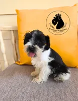 Maverick, a male Miniature Schnauzer for sale in West Valley City, UT – 2 of 10