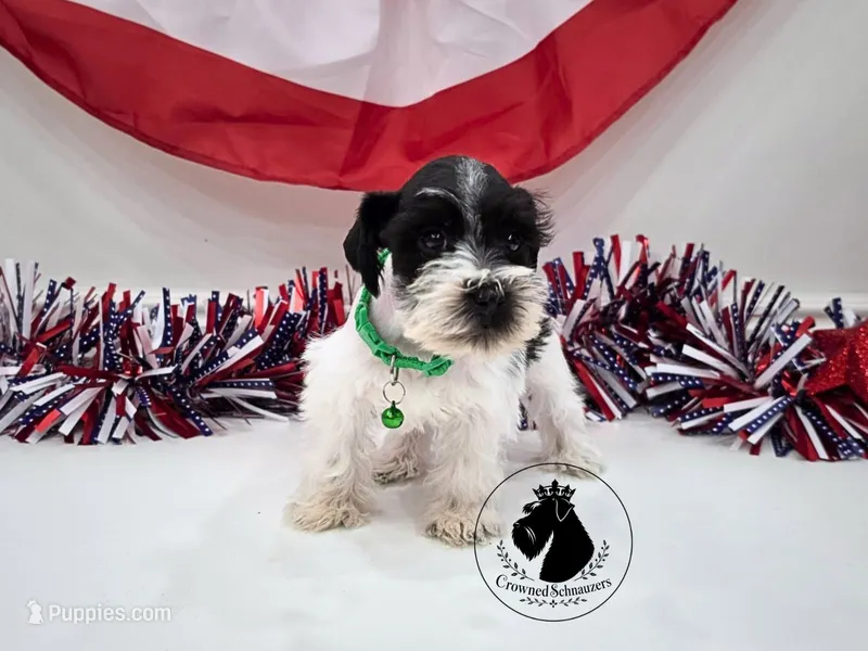 Maverick – Miniature Schnauzer puppy for sale in West Valley City, UT