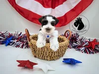 Freedom, a male Miniature Schnauzer for sale in West Valley City, UT – 5 of 10