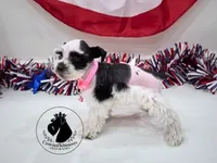 Grace, a female Miniature Schnauzer for sale in West Valley City, UT – 6 of 10
