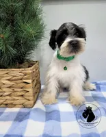 Weekend Sale! Maverick, a male Miniature Schnauzer for sale in West Valley City, UT – 3 of 9