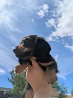 Teddy LH AKC, a male Miniature Dachshund for sale in West Valley City, UT – 8 of 10