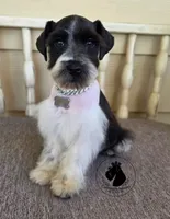 Maverick O.B.O, a male Miniature Schnauzer for sale in West Valley City, UT – 3 of 9