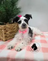 Weekend Sale! Grace, a female Miniature Schnauzer for sale in West Valley City, UT – 2 of 10