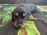 Teddy LH AKC, a male Miniature Dachshund for sale in West Valley City, UT – 7 of 10