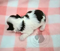 Hope, a female Miniature Schnauzer for sale in West Valley City, UT – 2 of 4