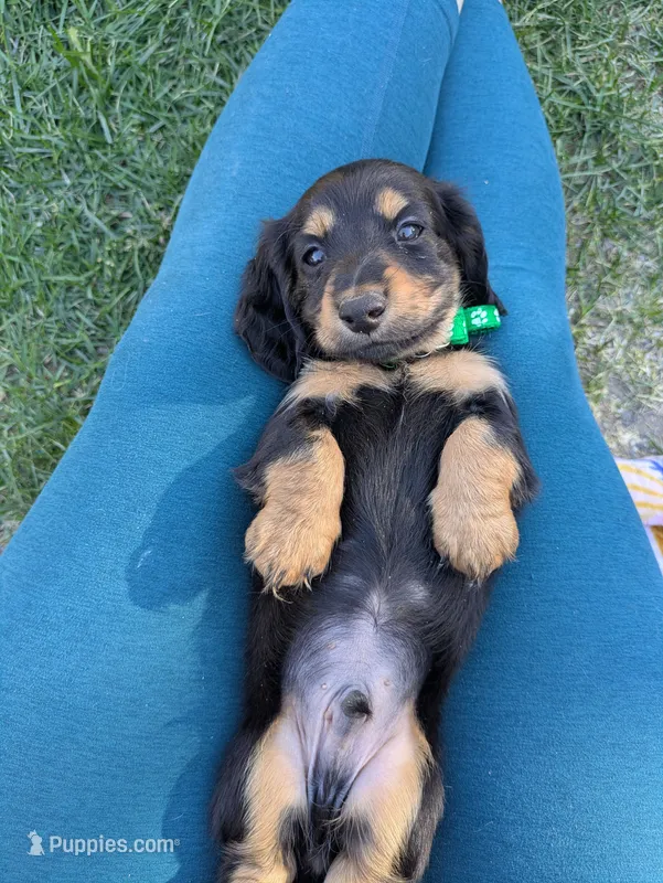 Teddy LH AKC – Miniature Dachshund puppy for sale in West Valley City, UT