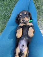 Teddy LH AKC, a male Miniature Dachshund for sale in West Valley City, UT – 1 of 10