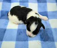 Patriot, a male Miniature Schnauzer for sale in West Valley City, UT – 2 of 4