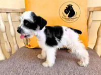 Grace, a female Miniature Schnauzer for sale in West Valley City, UT – 3 of 10