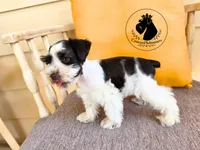 Freedom, a male Miniature Schnauzer for sale in West Valley City, UT – 3 of 10