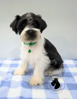 Weekend Sale! Maverick, a male Miniature Schnauzer for sale in West Valley City, UT – 4 of 9