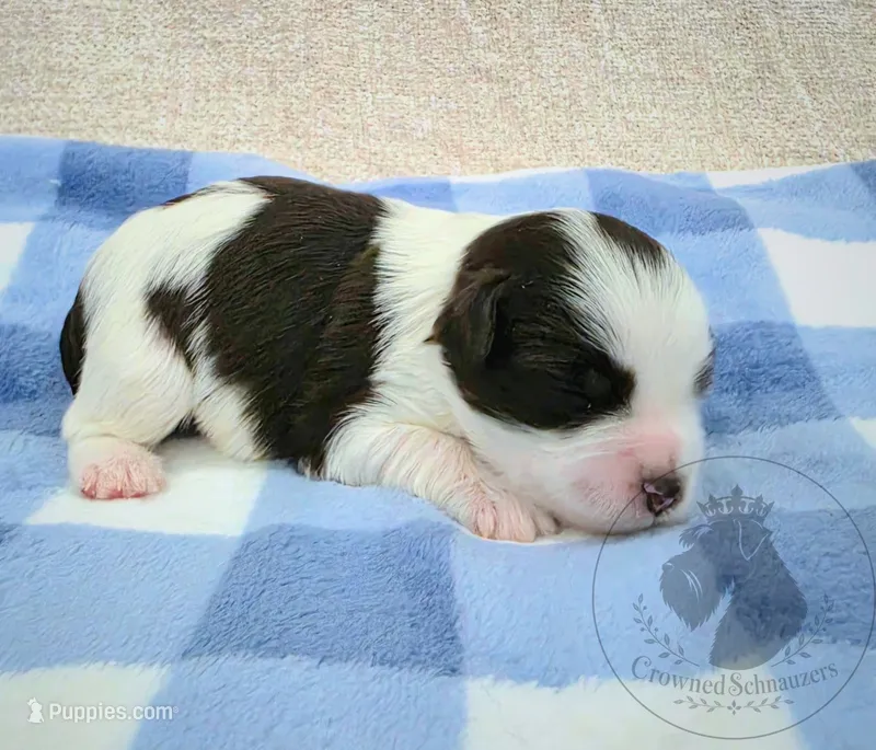 Freedom – Miniature Schnauzer puppy for sale in West Valley City, UT