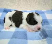 Freedom, a male Miniature Schnauzer for sale in West Valley City, UT – 1 of 4