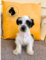 Grace, a female Miniature Schnauzer for sale in West Valley City, UT – 2 of 10
