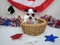 Grace, a female Miniature Schnauzer for sale in West Valley City, UT – 5 of 10