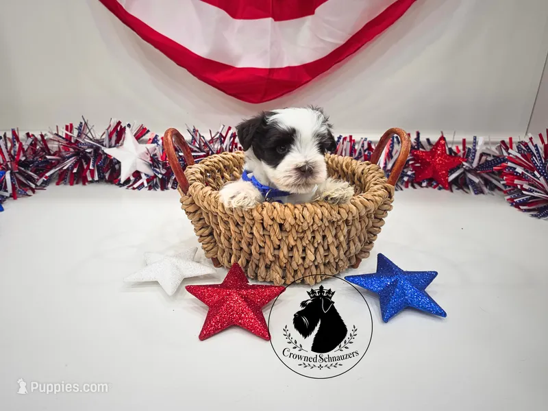 Freedom – Miniature Schnauzer puppy for sale in West Valley City, UT