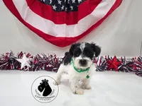 Maverick, a male Miniature Schnauzer for sale in West Valley City, UT – 7 of 10