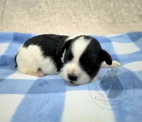 Patriot, a male Miniature Schnauzer for sale in West Valley City, UT – 1 of 4