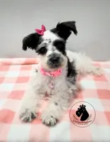 Weekend Sale! Grace, a female Miniature Schnauzer for sale in West Valley City, UT – 4 of 10