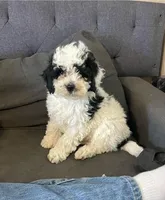 Kartie, a male Cockapoo for sale in Cleveland, OH – Photo 1 of 3