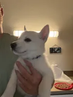 Ghost, a female Siberian Husky for sale in West Linn, OR – 1 of 2