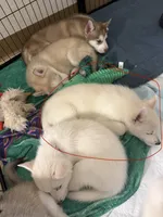 Angel, a female Siberian Husky for sale in West Linn, OR – 2 of 2