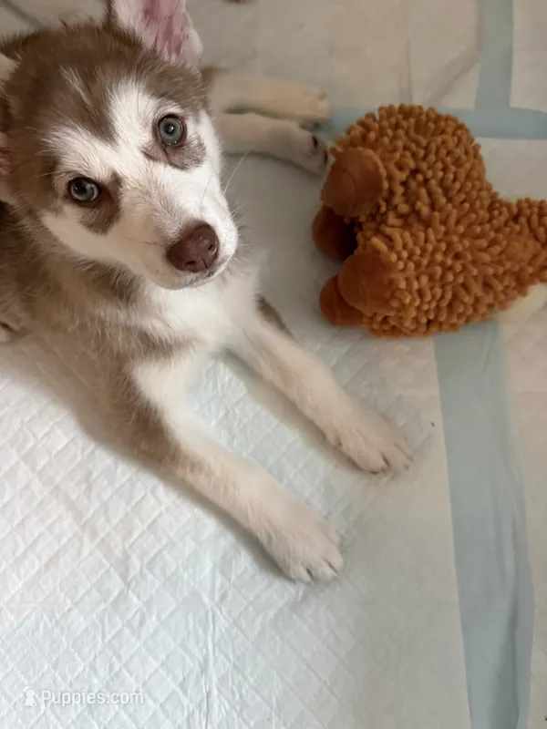 Brownie – Siberian Husky puppy for sale in West Linn, OR