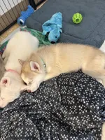 Coco, a female Siberian Husky for sale in West Linn, OR – 5 of 5