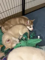 Brownie, a female Siberian Husky for sale in West Linn, OR – 2 of 2