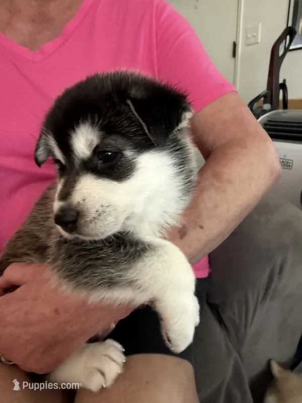 Chungas  – Siberian Husky puppy for sale in West Linn, OR