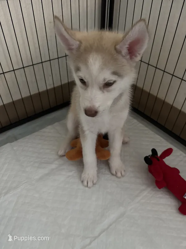 Coco – Siberian Husky puppy for sale in West Linn, OR