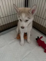Coco, a female Siberian Husky for sale in West Linn, OR – 1 of 5