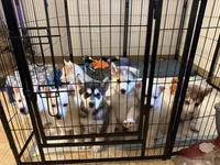 Chungas , a male Siberian Husky for sale in West Linn, OR – 4 of 4