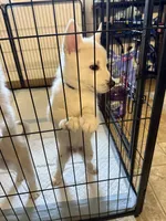 Chungas , a male Siberian Husky for sale in West Linn, OR – 3 of 4