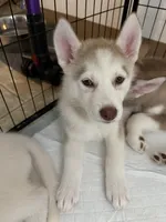 Coco, a female Siberian Husky for sale in West Linn, OR – 3 of 5