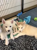 Ghost, a female Siberian Husky for sale in West Linn, OR – 2 of 2