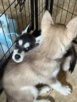 Chungas , a male Siberian Husky for sale in West Linn, OR – 2 of 4