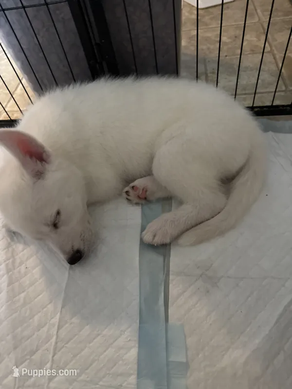 Angel – Siberian Husky puppy for sale in West Linn, OR