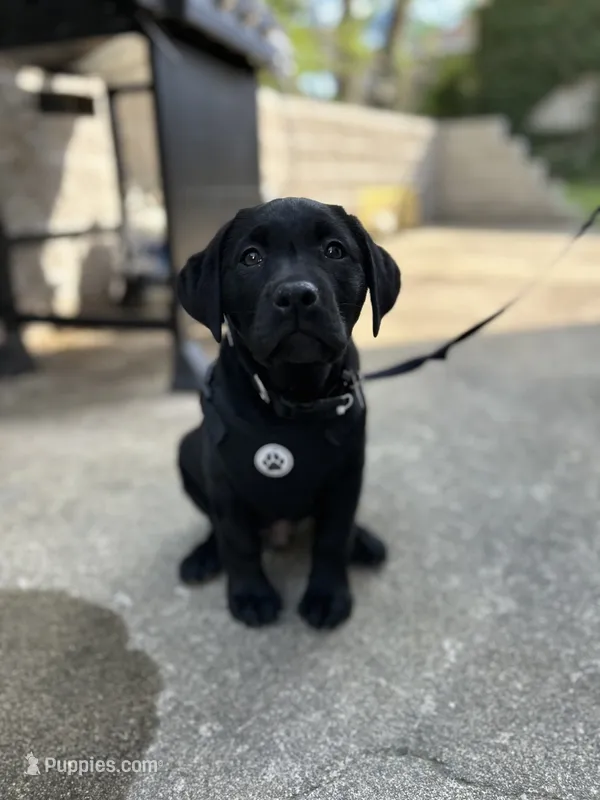 Jordan – Labrador Retriever puppy for sale in Everett, MA