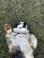 Willow , a female Australian Shepherd for sale in Colquitt, GA – Photo 1 of 2