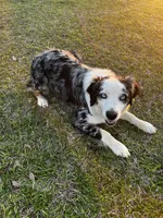 Willow , a female Australian Shepherd for sale in Colquitt, GA – Photo 2 of 2