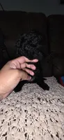 Midnight , a female Poodle - Miniature  for sale in San Antonio, TX – 2 of 9