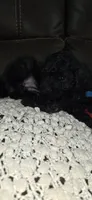 Midnight , a female Poodle - Miniature  for sale in San Antonio, TX – 8 of 9