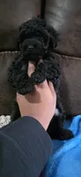 Midnight , a female Poodle - Miniature  for sale in San Antonio, TX – 3 of 9