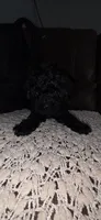 Midnight , a female Poodle - Miniature  for sale in San Antonio, TX – 4 of 9