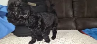 Midnight , a female Poodle - Miniature  for sale in San Antonio, TX – 9 of 9