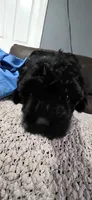 Midnight , a female Poodle - Miniature  for sale in San Antonio, TX – 5 of 9