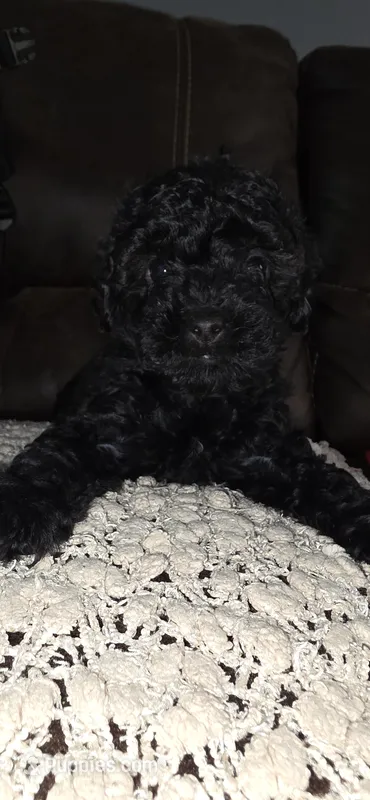 Midnight  – Poodle - Miniature  puppy for sale in San Antonio, TX